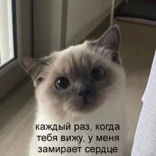🥺 c27e8063 каждый раз, когда тебя вижу, у меня замирает сердце cat, animal, cute, russian, heart, love, affection, pet telegram sticker