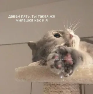 ✋ c65b56a2 давай пять, ты такая же милашка как и я cat, cute, animal, kitty, pet, domestic animal, russian language telegram sticker