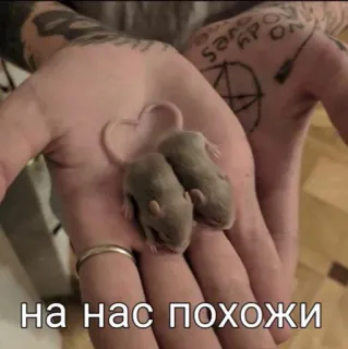 😽 dcaf88e0 на нас похожи mice, baby animals, cute, rodents, caption, animals, pets telegram sticker