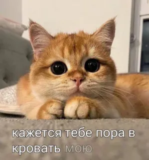 🛌 e12bbfb1 кажется тебе пора в кровать мою cat, cute, kitten, sleep, bed, pet telegram sticker