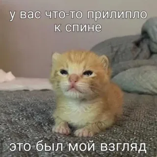 😉 e2c4d51a у вас что-то прилипло к спине
это был мой взгляд kitten, cat, meme, cute, animal, funny telegram sticker