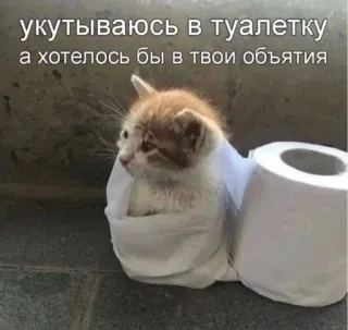 🤗 e634a44d укутываюсь в туалетку
а хотелось бы в твои объятия kitten, cat, toilet paper, cute, pet, animal telegram sticker