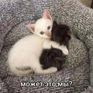 🤗 f6ba7133 может это мы? kittens, cats, animals, friendship, cute, pet telegram sticker