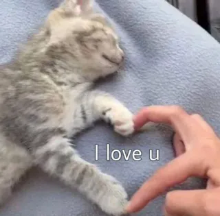 ❤️ fe1a00e4 I love u kitten, cat, love, heart, cute, animal, pet telegram sticker