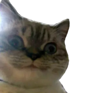 😊 688aa684 kot, zwierzę, zwierzak, naklejka telegram sticker