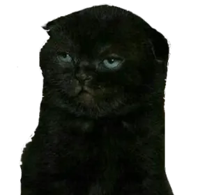 kotki telegram stickers