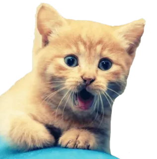 😀 dd940369 kot, kociak, słodki, zwierzę, zwierzak, pomarańczowy, pręgowany telegram sticker