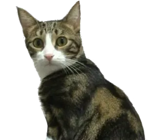 🤔 de8a6ce4 kot, zwierzę, zwierzę domowe, kot domowy, ssak, kotowaty telegram sticker