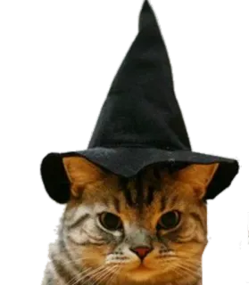 😠 facfaf47 kot, zwierzę, halloween, wiedźma, kapelusz, czarodziej, magia, słodki telegram sticker
