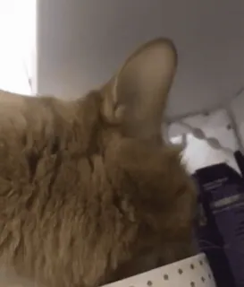 🤨 0542ea41 chat, animal, animal de compagnie, chat domestique telegram sticker