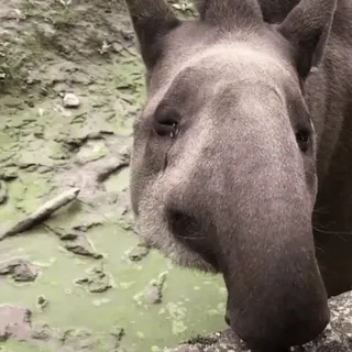 🐗 3ee1e9ce Tapir, Animal, Mammifère, Faune, Nature telegram sticker