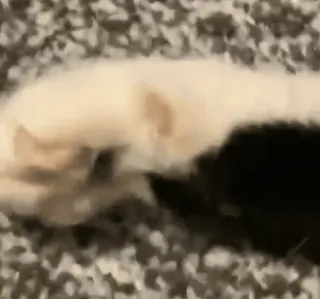 🐈 43d0de60 animal, patte, chat, animal de compagnie, noir et blanc telegram sticker