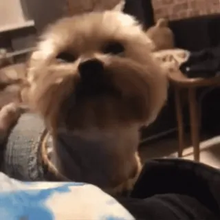 🐶 492e1219 chien, chiot, mignon, animal, animal de compagnie telegram sticker