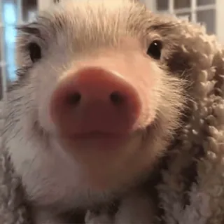 😊 821601cf cochon, mignon, animal, animal de ferme, animal de compagnie telegram sticker