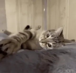 🙃 9211c642 chat, animal, animal de compagnie, félin, tigré, mignon, joueur telegram sticker