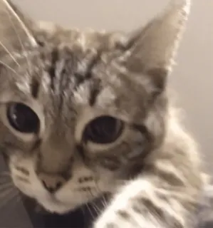 🐾 9523d1bb chat, animal, animal de compagnie, animal domestique, mammifère, félin, tigré telegram sticker