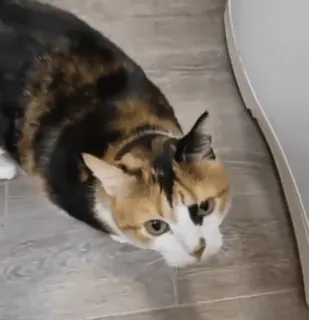 коты и некоты telegram stickers