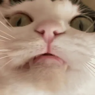 🙃 b910f150 chat, animal, animal de compagnie, gros plan, mammifère telegram sticker