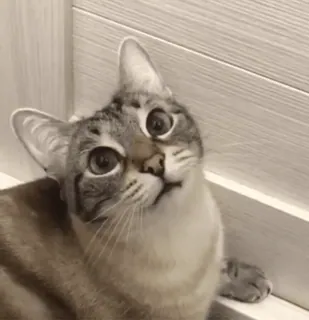 😛 f8b04ee2 chat, animal, mignon, animal de compagnie, domestique, félin telegram sticker