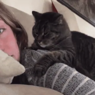 😽 06f130be Katze, Tier, Haustier, Haustier, Katzenartig, Säugetier telegram sticker