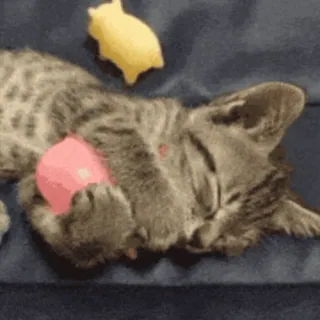 😽 099c4750 Katze, Kätzchen, schlafend, Spielzeug, Tier, süß, Haustier, häuslich telegram sticker