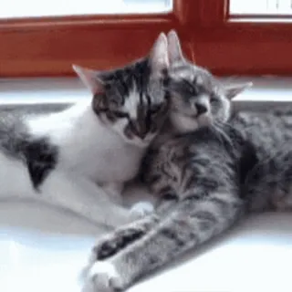 😽 0f018598 Katzen, Kätzchen, Tiere, süß, Umarmen, Schlafen telegram sticker