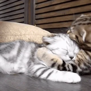 😽 3d78a340 Katze, schlafend, Haustier, Tier, häuslich, gestreift telegram sticker