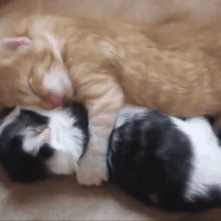 😽 4c11443a Katzen, Kätzchen, schlafend, Tiere, Haustiere, süß, orange Katze, schwarz-weiße Katze telegram sticker