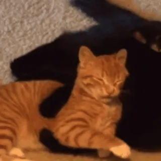 😽 50743703 Katze, Tier, Orange getigerte Katze, süß, Haustier, Kätzchen, Katzenartig telegram sticker