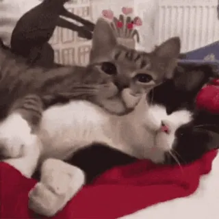 😽 5d63591d Katze, Katzen, Kätzchen, Kätzchen, Tiere, süß telegram sticker