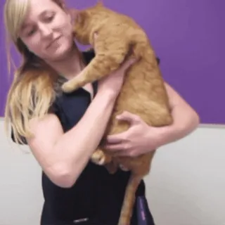 😽 76cc7e48 Frau, Katze, Orange getigerte Katze, Haustier, haltend, drinnen, Tier telegram sticker