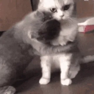 😽 b18df889 Katze, kämpfen, Katzen, Tiere, süß, spielerisch telegram sticker