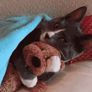 😽 c3a86ed0 Katze, Teddybär, süß, Haustier, Tier, Decke, Spielzeug telegram sticker