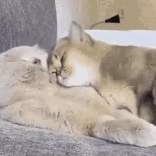 😽 db65911b Katze, Tiere, süß, Haustier, Haustiere, Katzen telegram sticker