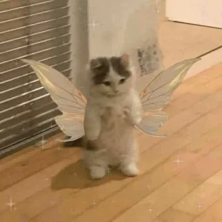 😻 053f593d cat, kitten, fairy wings, cute, animal, pet, wings telegram sticker