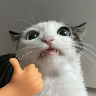 👍 0dbfca55 cat, thumbs up, meme, funny, animal, cute telegram sticker