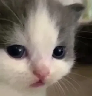 😾 18885930 kitten, cat, cute, animal, pet, feline telegram sticker