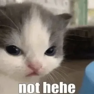 😿 3dcd0693 not hehe cat, kitten, meme, funny, cute, not hehe telegram sticker