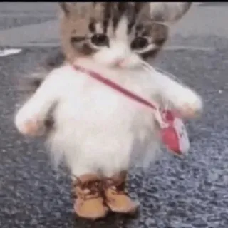 😽 8d407745 cat, animal, cute, kitten, boots, outfit, funny telegram sticker