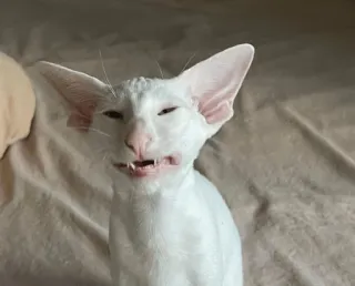 🫤 be3e6df2 cat, animal, pet, white, oriental cat, funny telegram sticker