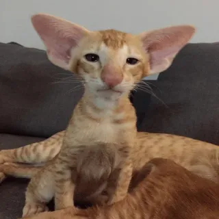 ☹️ d0c6ea66 cat, animal, pet, feline, ginger cat, oriental shorthair telegram sticker