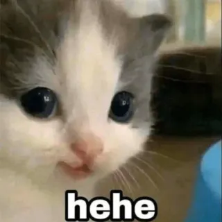 😹 dc0da385 hehe cat, kitten, cute, meme, hehe, animal telegram sticker