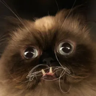 🥴 20da66e2 kucing, hewan, binatang peliharaan, lucu, mamalia, kucing domestik, lucu telegram sticker