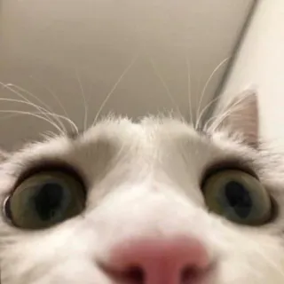 👁 804b001e kucing, binatang, hewan peliharaan, close-up, mata, lucu telegram sticker