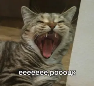 💪 06c458cb ееееее, роооцк кот, животное, мем, смешной, питомец telegram sticker
