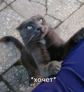 🥺 1c55259e *хочет* кот, серый кот, милый, питомец, домашнее животное telegram sticker