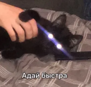 🤨 2ebb999a Адай быстра кот, животное, мем, русский, юмор, питомец telegram sticker
