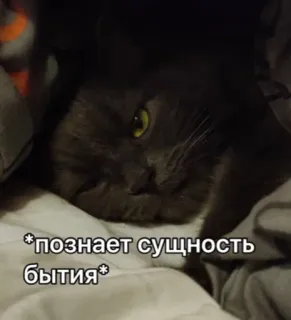 👀 3a98e41a *познает сущность бытия* кот, мем, русский, мудрость, философия, серый кот telegram sticker