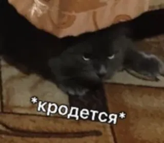 🌚 5017bfa0 кродется кот, пригнувшийся, русский, животное, мем telegram sticker