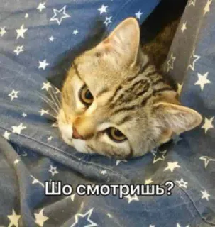 🤨 5a024e20 Шо смотришь? кот, животное, питомец, милый, смешной, смотреть telegram sticker